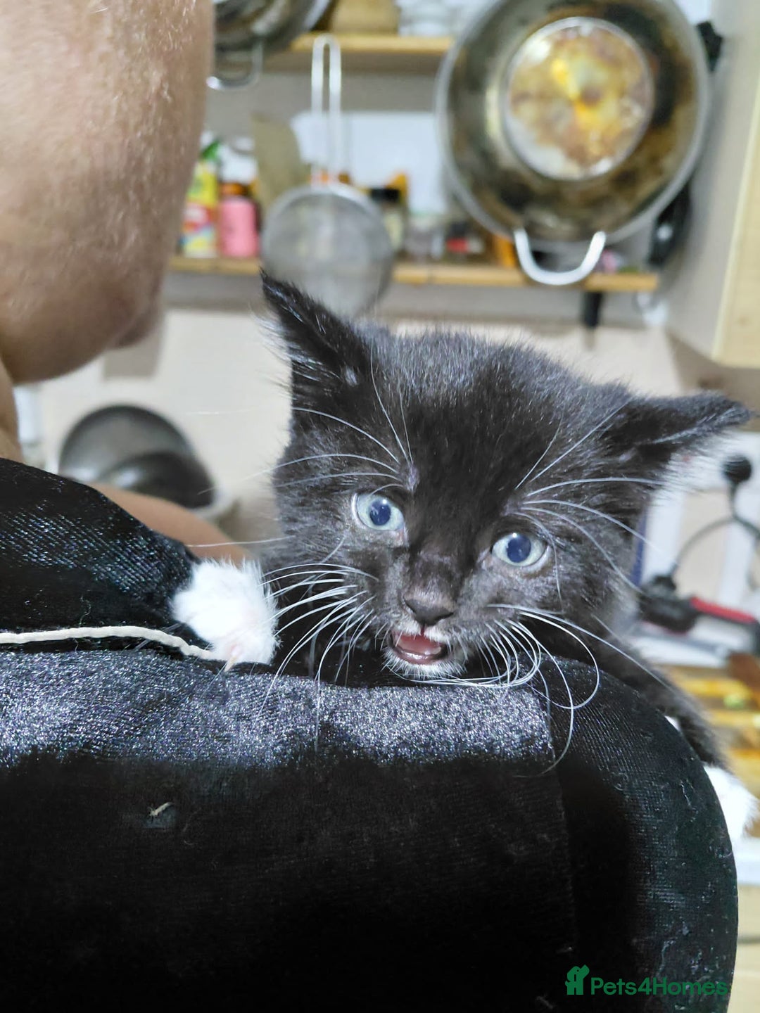 Mixed Breed cats for sale: 4 sweet ghost tabby tuxedo kittens - Image 4