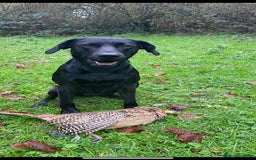 Labrador Retriever dogs for stud: KC registered, health checked, proven stud dog! in Radstock - Image 8