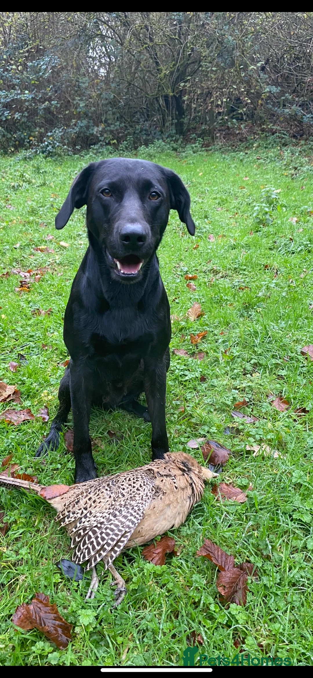 Labrador Retriever dogs for stud: KC registered, health checked, proven stud dog! in Radstock - Advert 8