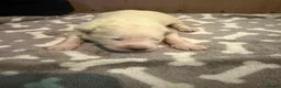 White Swiss Shepherd dogs for sale: Swiss white shepherds puppies  - Advert 31