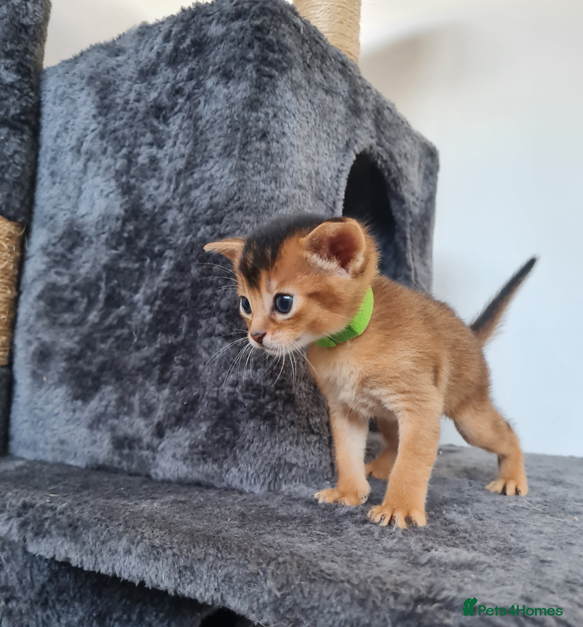 Abyssinian cats 🎖🏆🏅last 3 Abyssinian kittens  - Advert 16