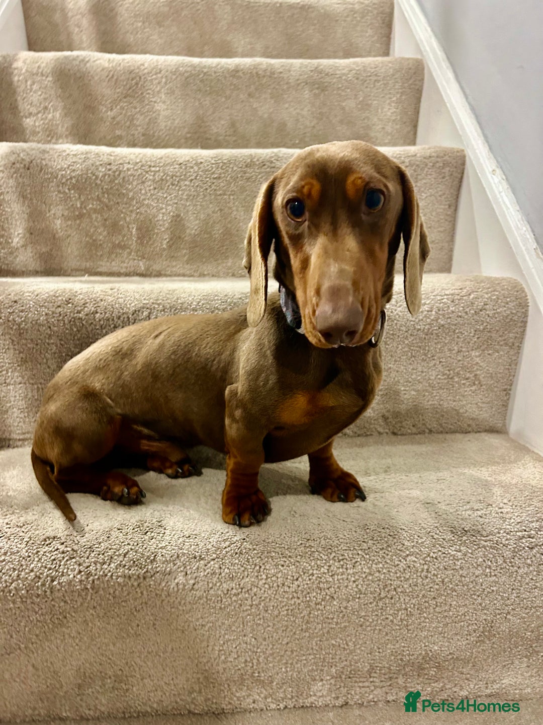 Miniature Dachshund dogs for sale: Brown and Tan miniature Dachshund 💜  - Advert 8