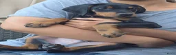 Dobermann dogs for sale: READY NOW - Last Boy Available  - Advert 3