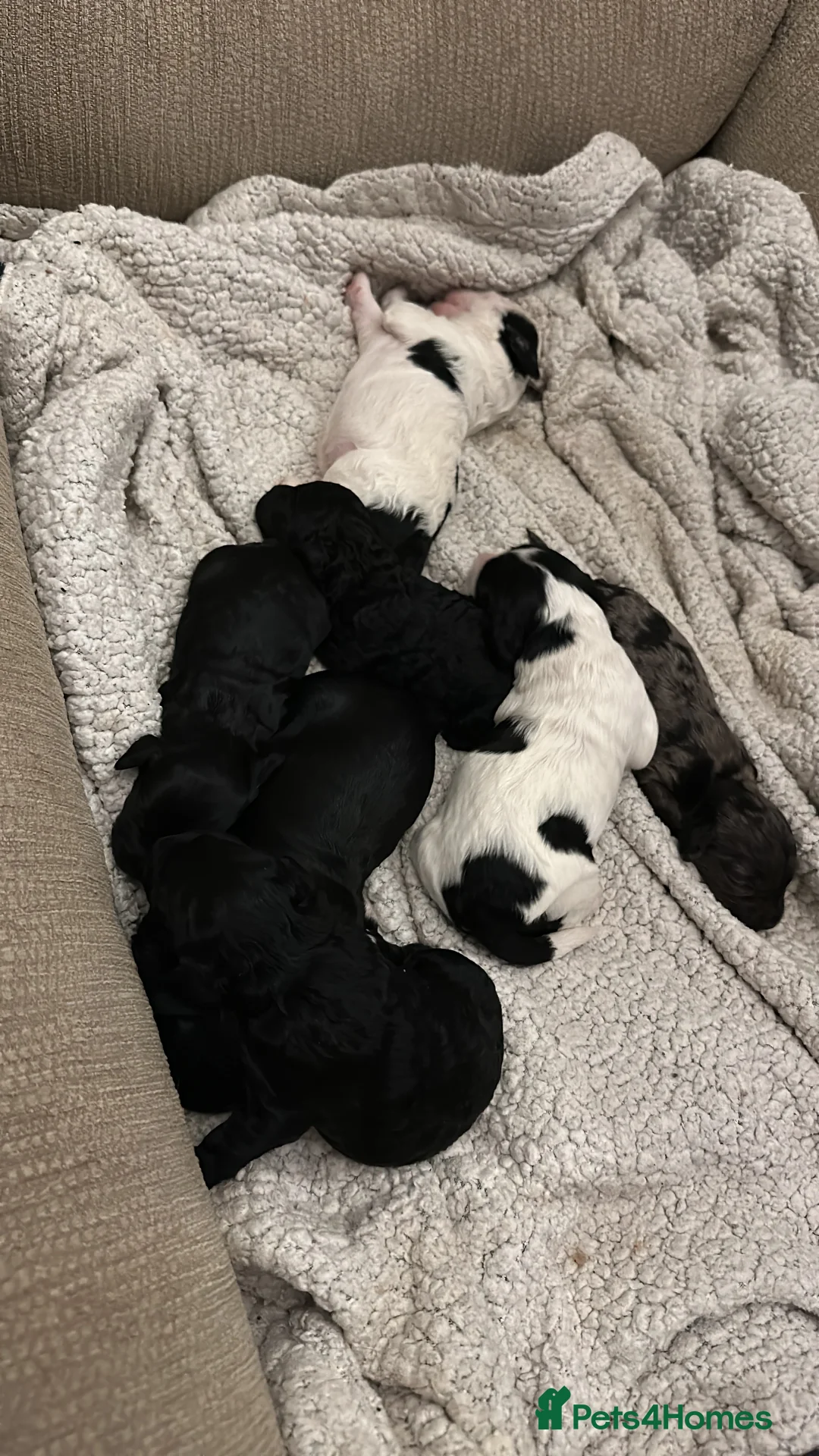 Cockapoo dogs for sale: Beautiful litter of Cockapoo Puppies - Advert 3