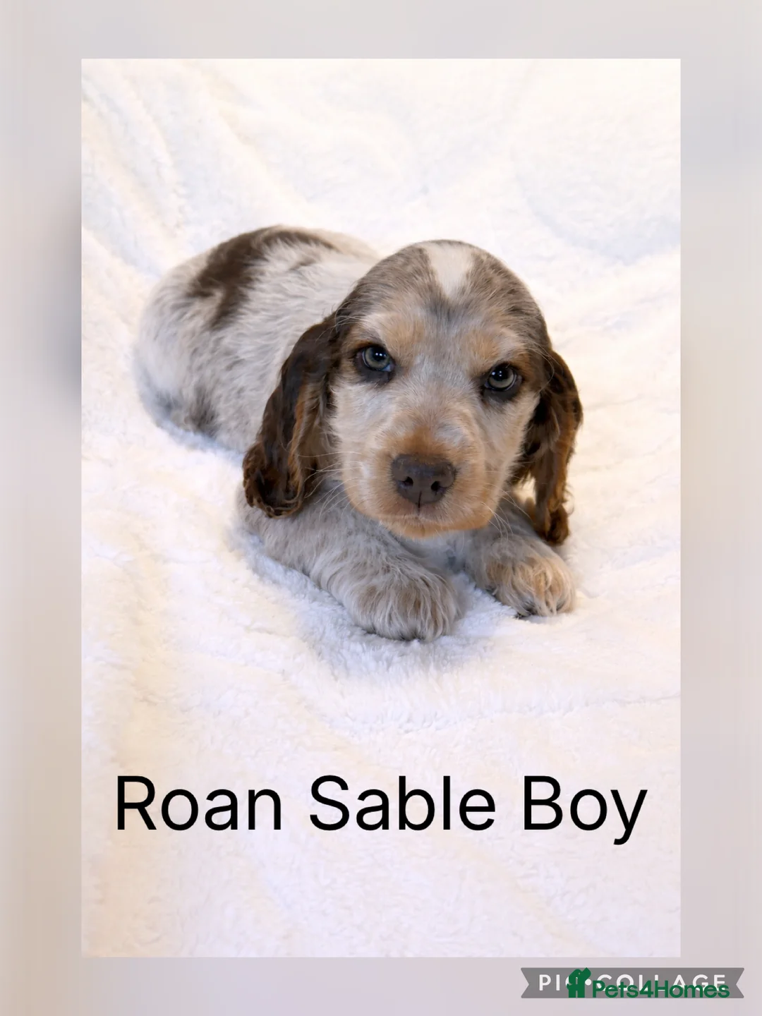 Cocker Spaniel dogs for sale: Stunning KC Show Cocker Spaniels - Advert 2