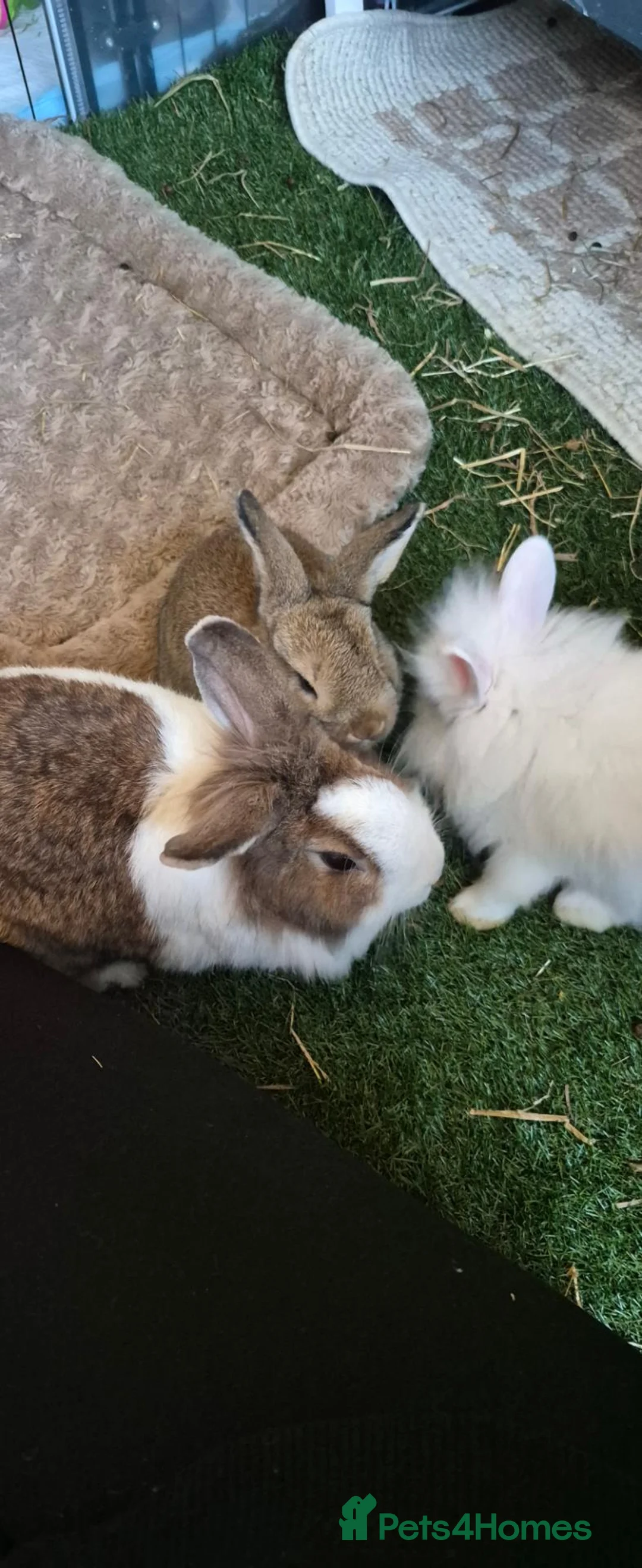 Mixed Breed rabbits for sale: Rabbits for sale - Advert 2