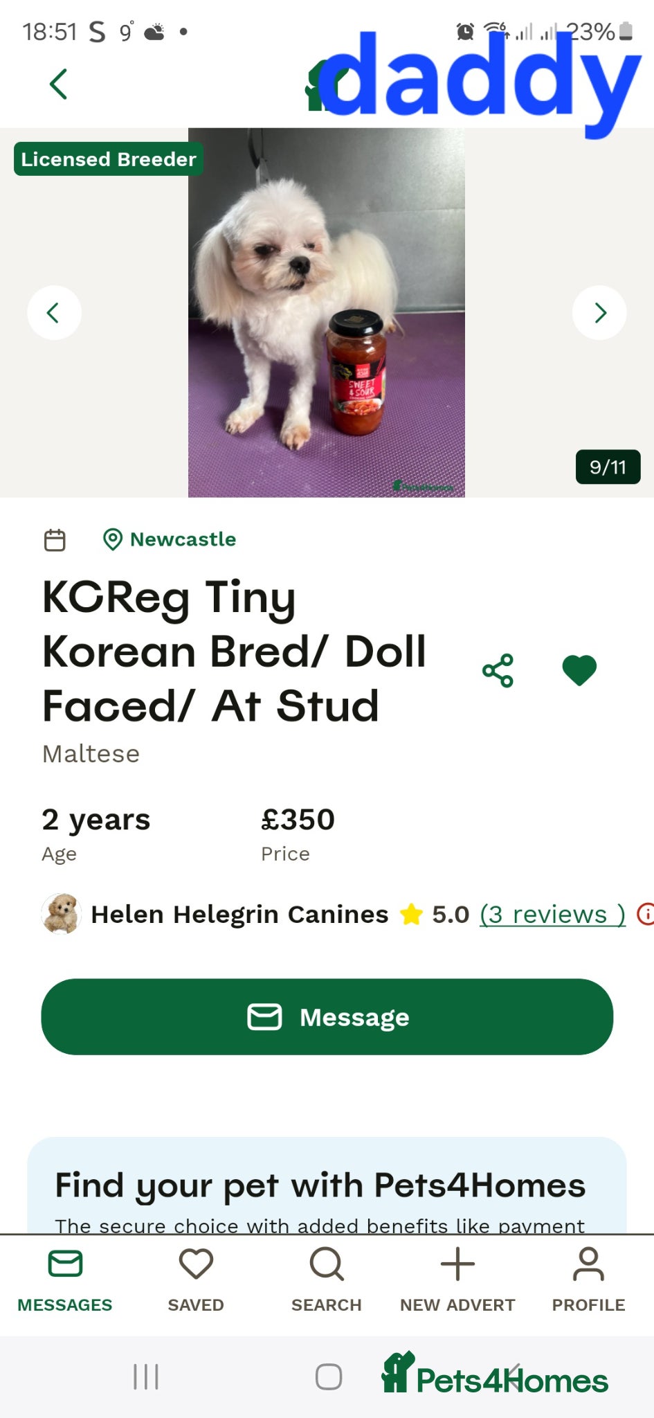 Maltipoo dogs  Extra small Korean Toy Maltipoo baby's  - Advert 6