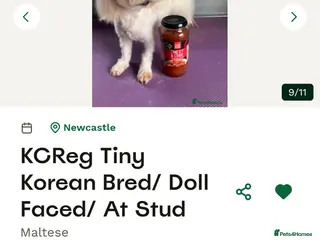 Maltipoo dogs Extra small Korean Toy Maltipoo baby's - Advert 6