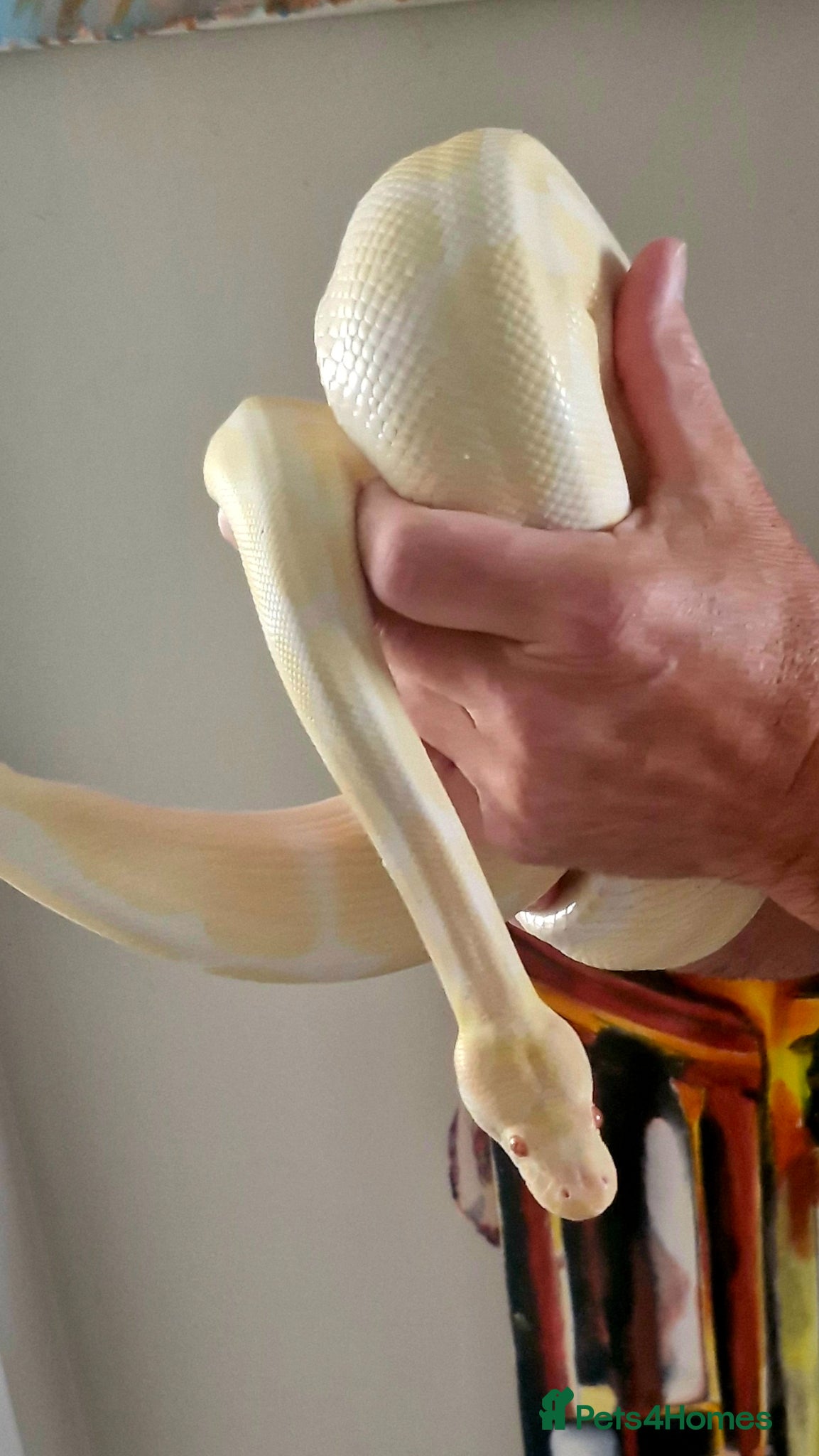 Python Snake reptiles for sale: Royal Python - Albino  - Advert 2