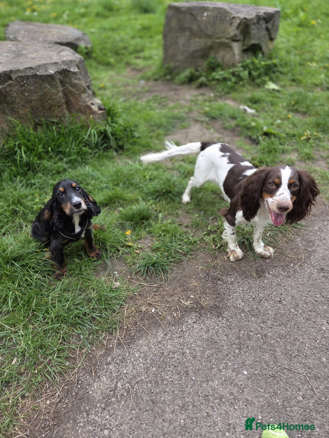 Sprocker dogs for sale: Sprocker spaniels for sale  - Advert 2