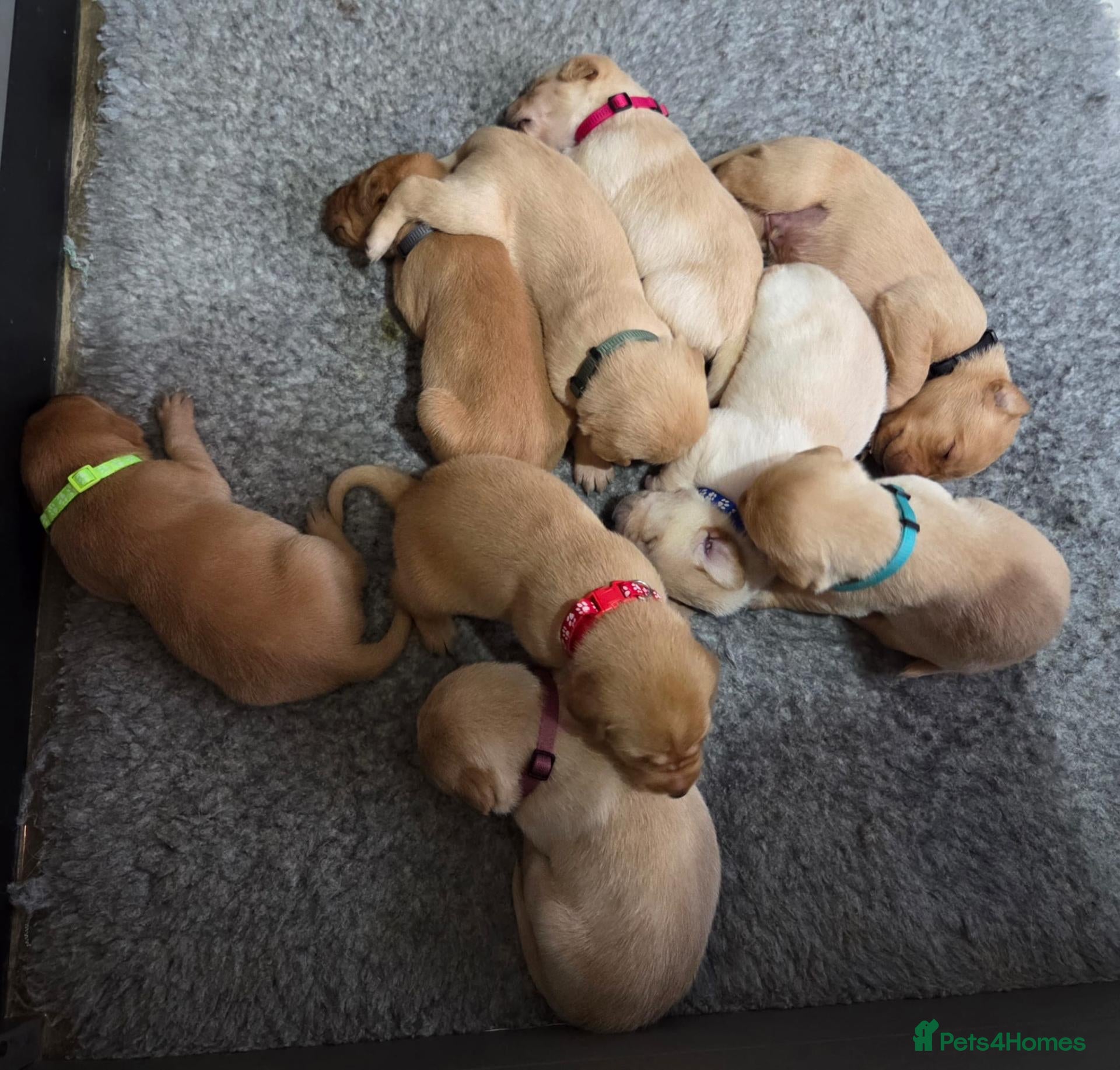 Labrador Retriever dogs Working Labrador puppies, Gun dog Mather  - Advert 2