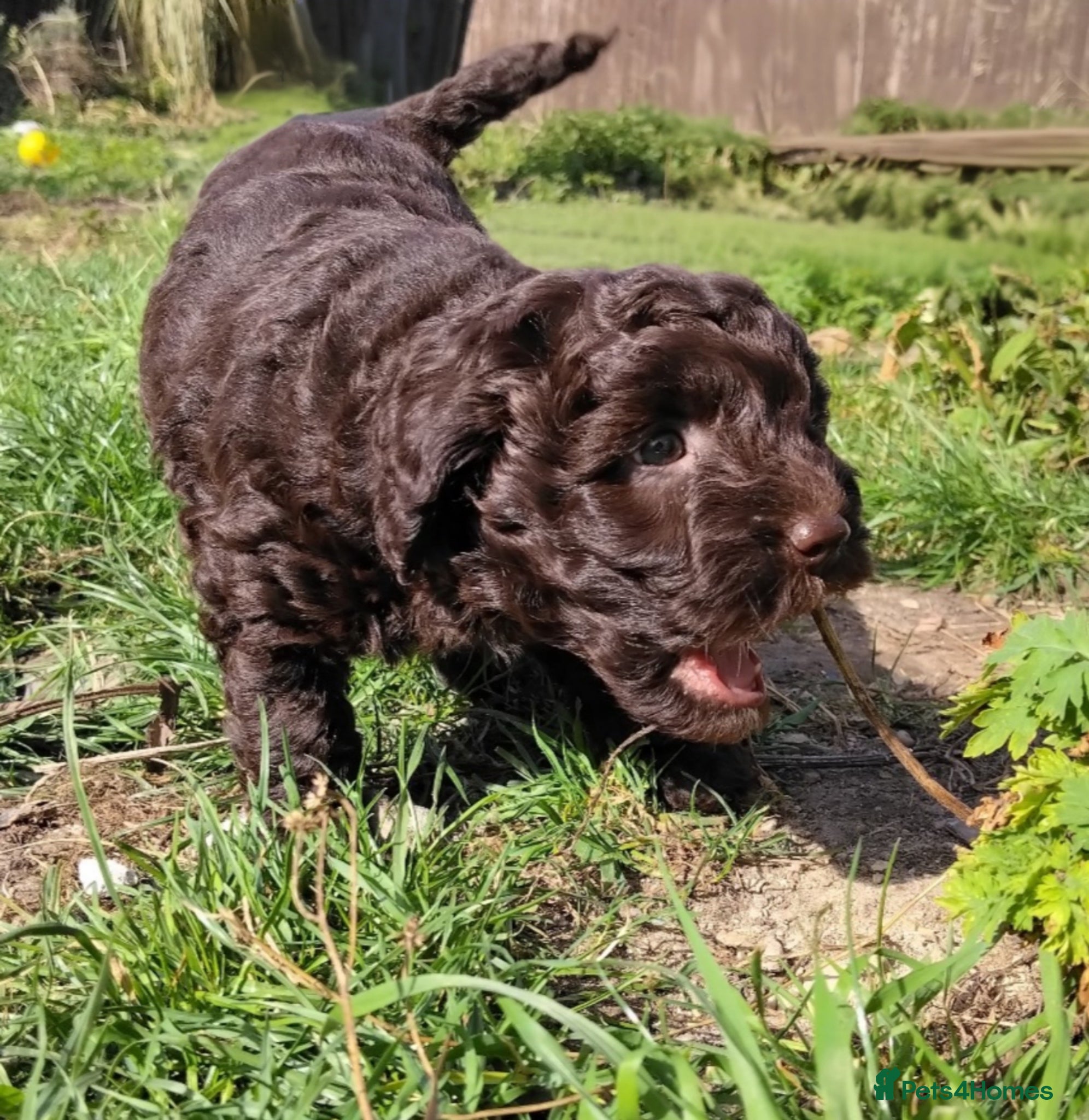 Labradoodle dogs F1b Beautiful miniature Labradoodle puppies - Advert 8