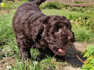 Labradoodle dogs F1b Beautiful miniature Labradoodle puppies - Advert 8