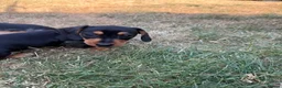 Miniature Dachshund dogs for sale: Stunning Miniature dachshund - Advert 4