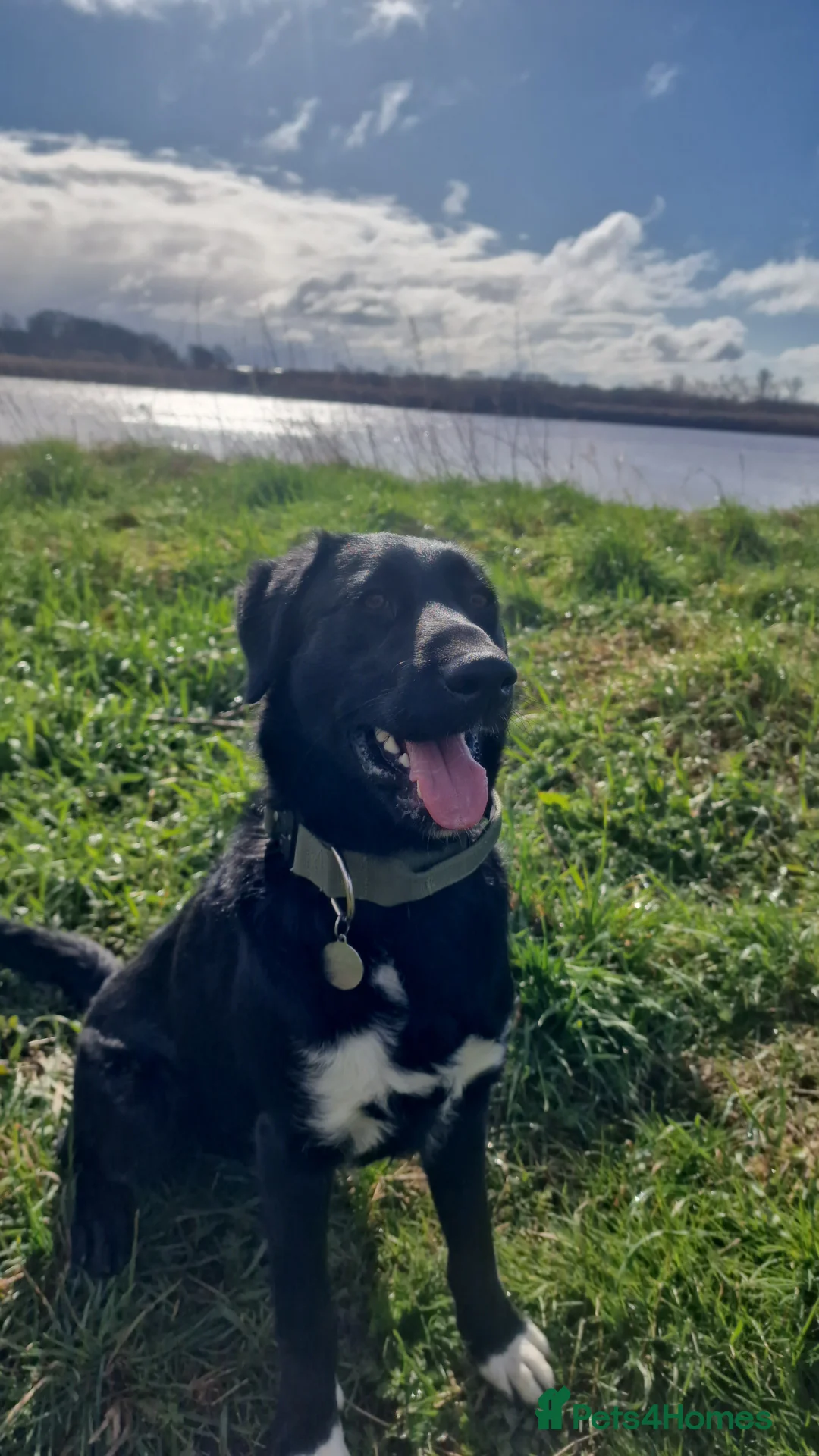 Borador dogs for sale: Borador boy (Lab x Border Collie) - Advert 4