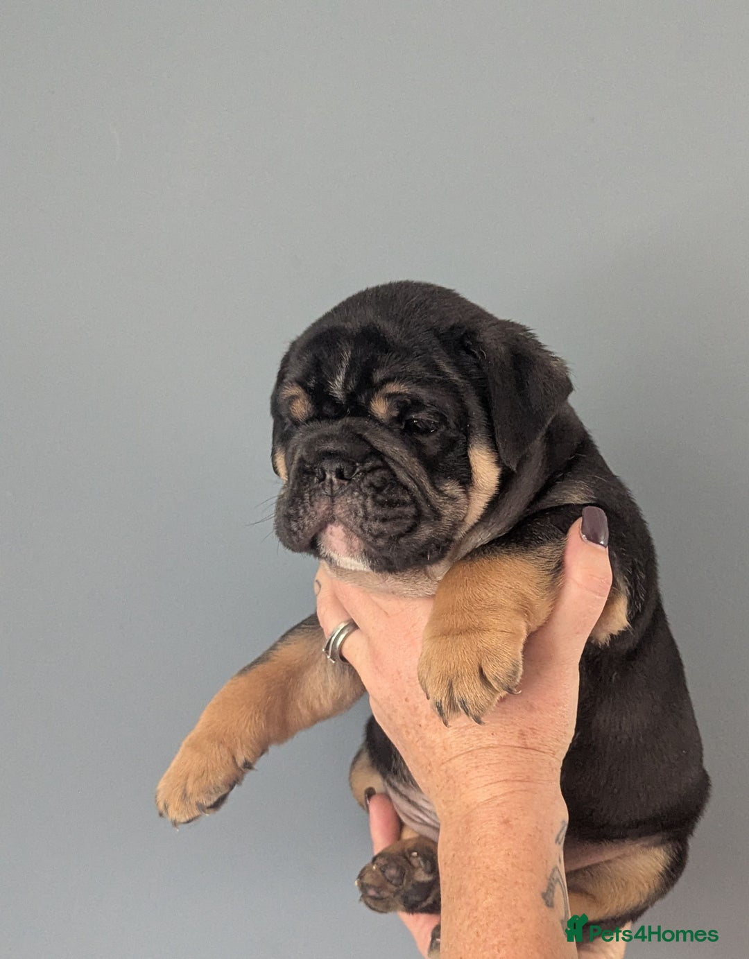 English Bulldog dogs for sale: English Bulldog Puppies - Image 6