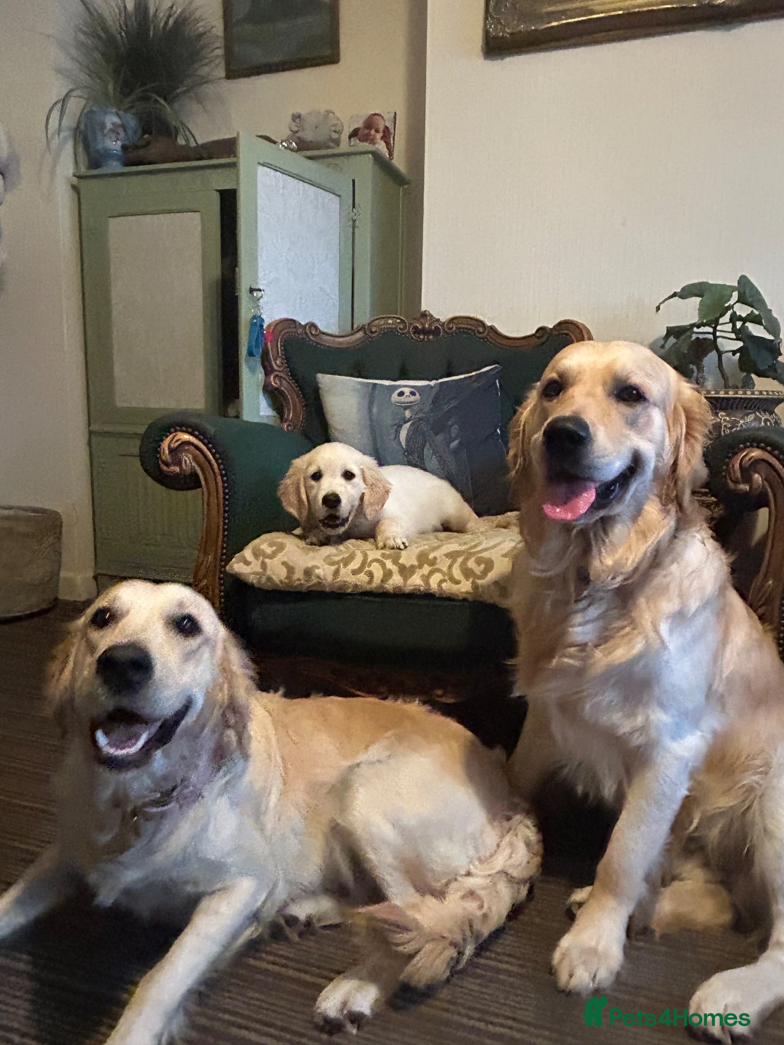 Golden Retriever dogs KC Golden retriever puppies ready now..  - Advert 2