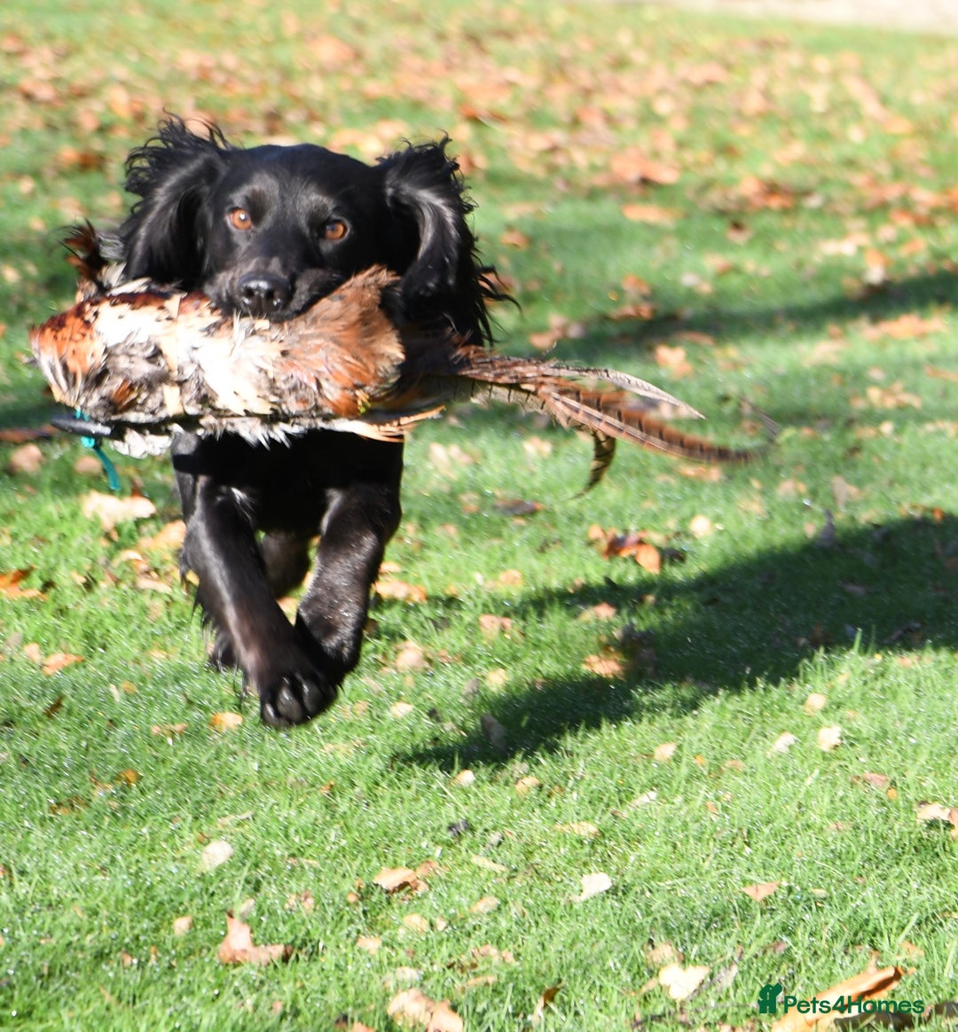 Cocker Spaniel dogs for stud: Proven KC Working cocker spaniel standing at stud in Wigan - Advert 4