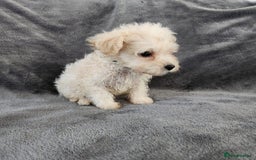 Bichon Frise dogs for sale: Bichon Frise Puppies For Sale - Image 2
