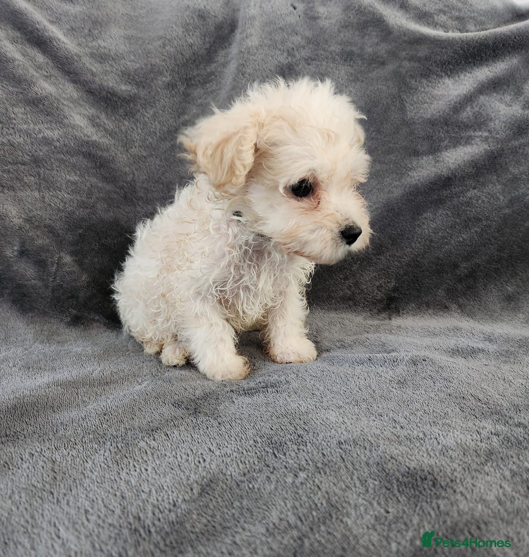 Bichon Frise dogs for sale: Bichon Frise Puppies For Sale - Image 2