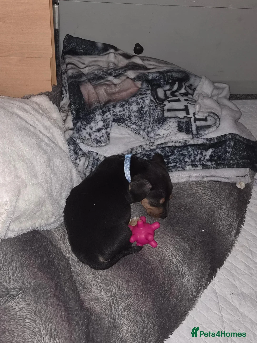 Mixed Breed dogs for sale: Marley  - Advert 2