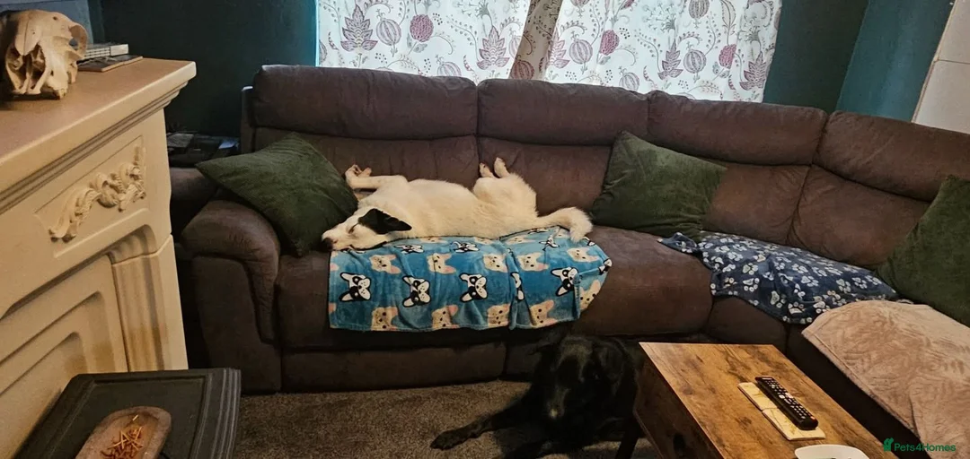 Border Collie dogs for sale: Milo the collie free - Advert 2