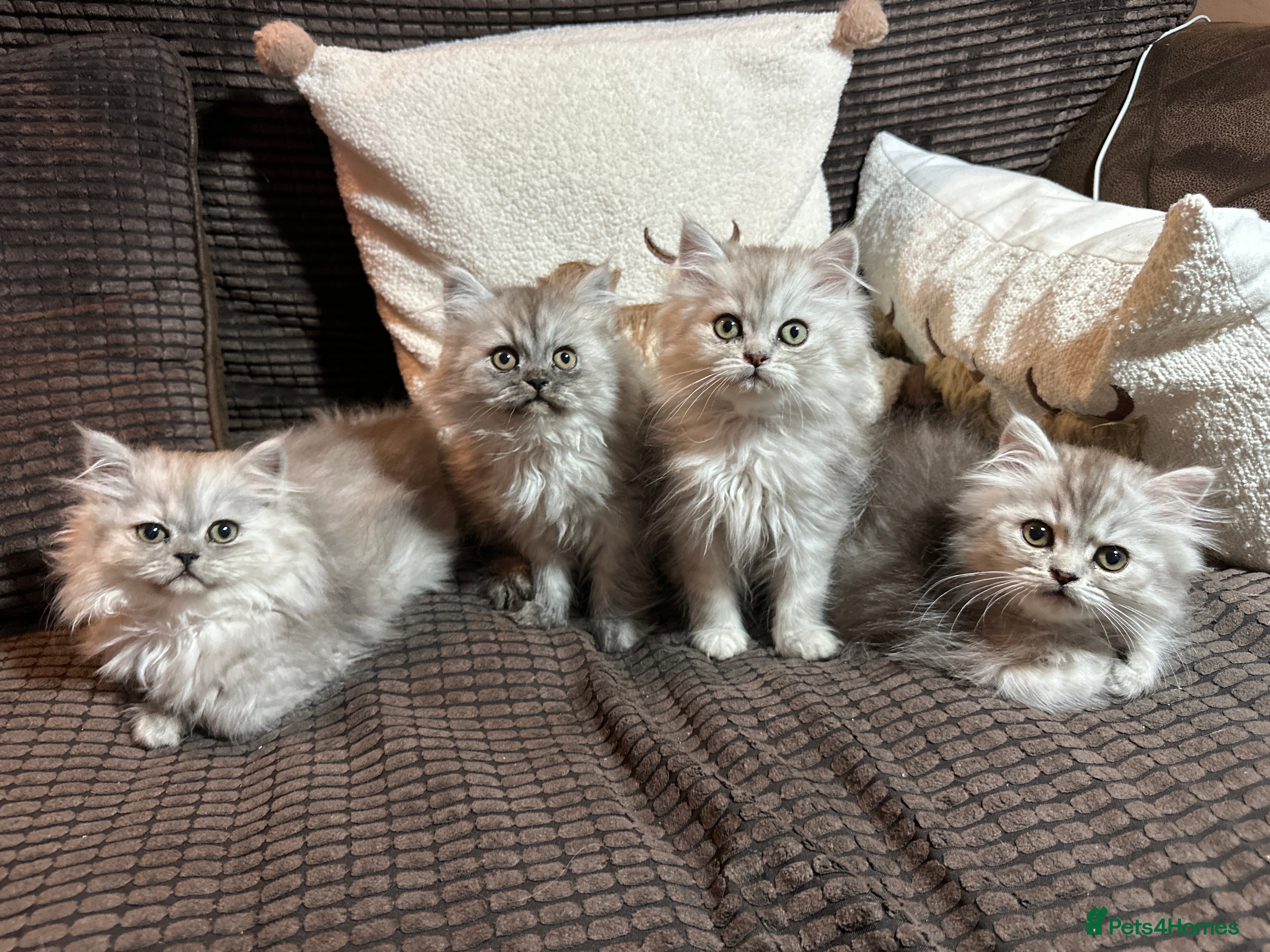 Persian cats Stunning Cuddly Chinchilla Persian Babies❤️ - Advert 1