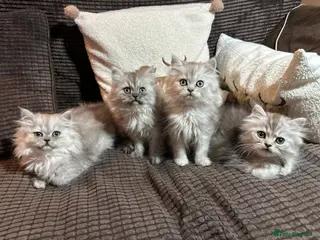 Persian cats Stunning Cuddly Chinchilla Persian Babies❤️ - Advert 1