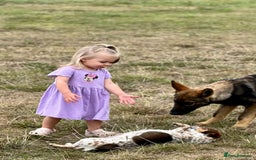 German Shepherd dogs for sale: Awesome Male Kennel Club Reg’d GSD Pup in Sturminster Newton - Image 25