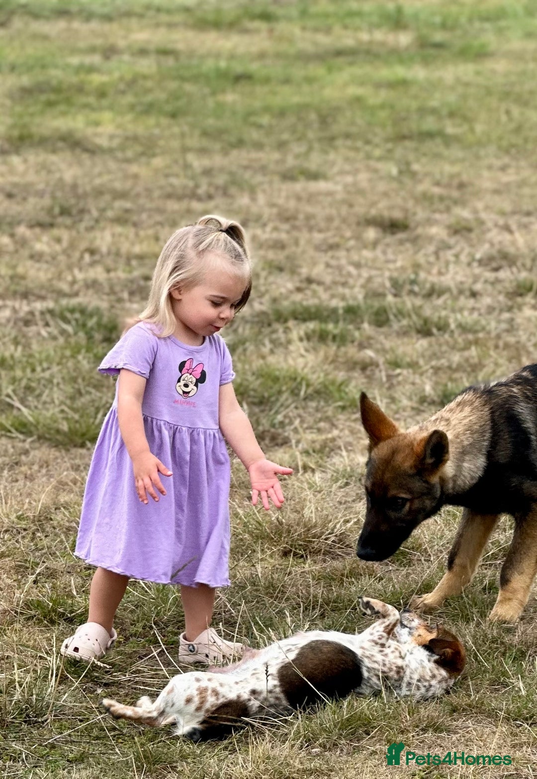 German Shepherd dogs for sale: Awesome Male Kennel Club Reg’d GSD Pup in Sturminster Newton - Image 25