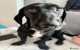 Mixed Breed dogs for sale: Dachshund Crossbreed  - Image 4