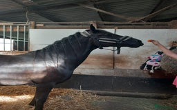 Welsh Section D horses for sale: Project 15hh Welsh Section D Mare  - Image 7