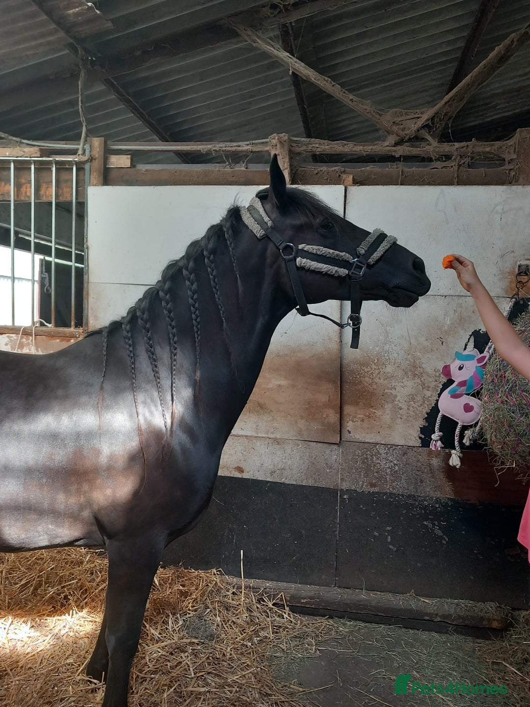 Welsh Section D horses for sale: Project 15hh Welsh Section D Mare  - Image 7