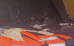 Persian cats for sale: Cat for rehoming - Image 2