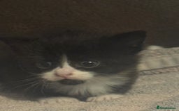 Mixed Breed cats for sale: 5 beautiful kittens mother part ragdoll - Image 2