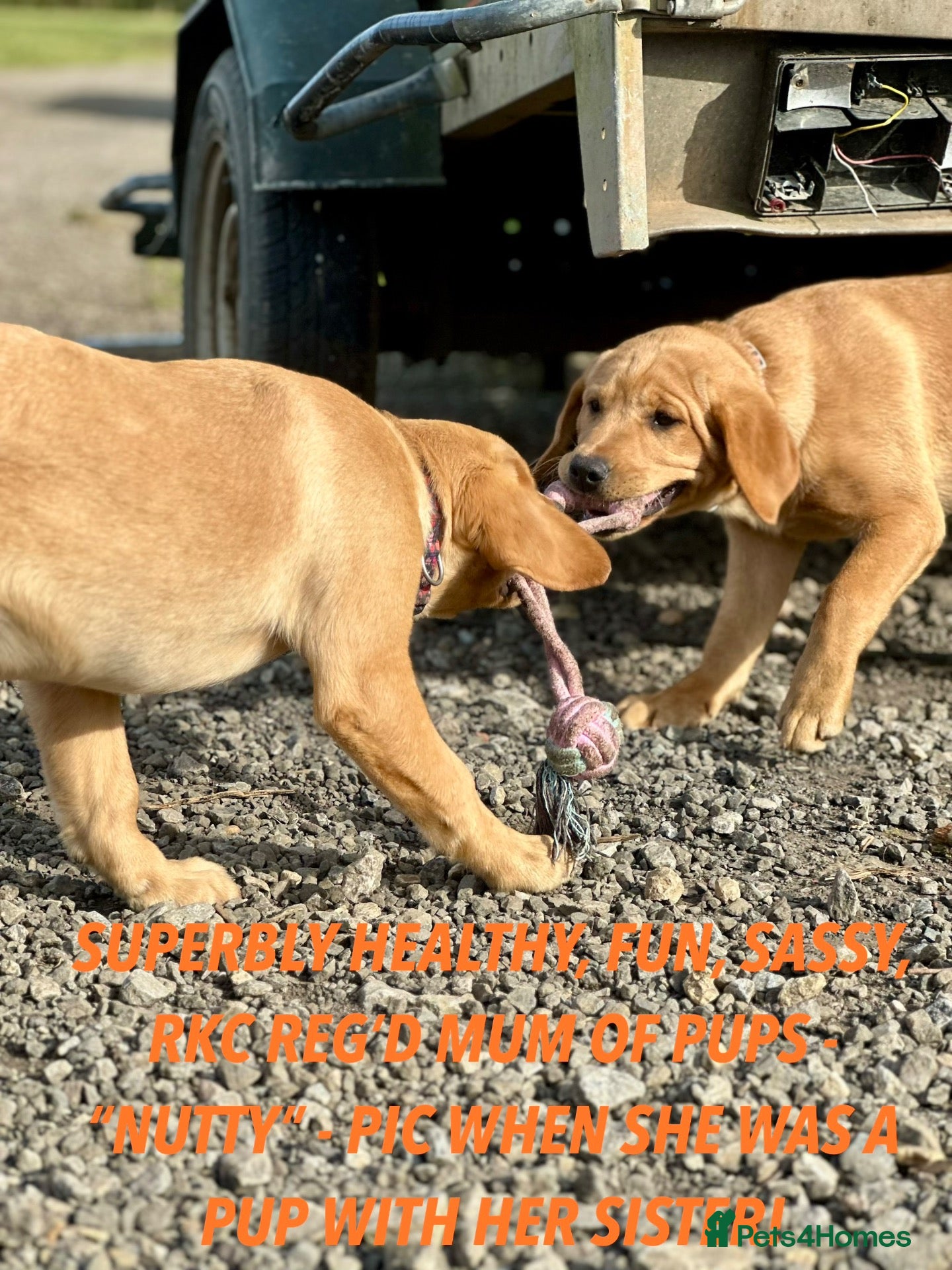Labrador Retriever dogs RKC REG’D FOX RED, GOLDEN YELLOW CHUNKY LAB PUPS - Advert 2