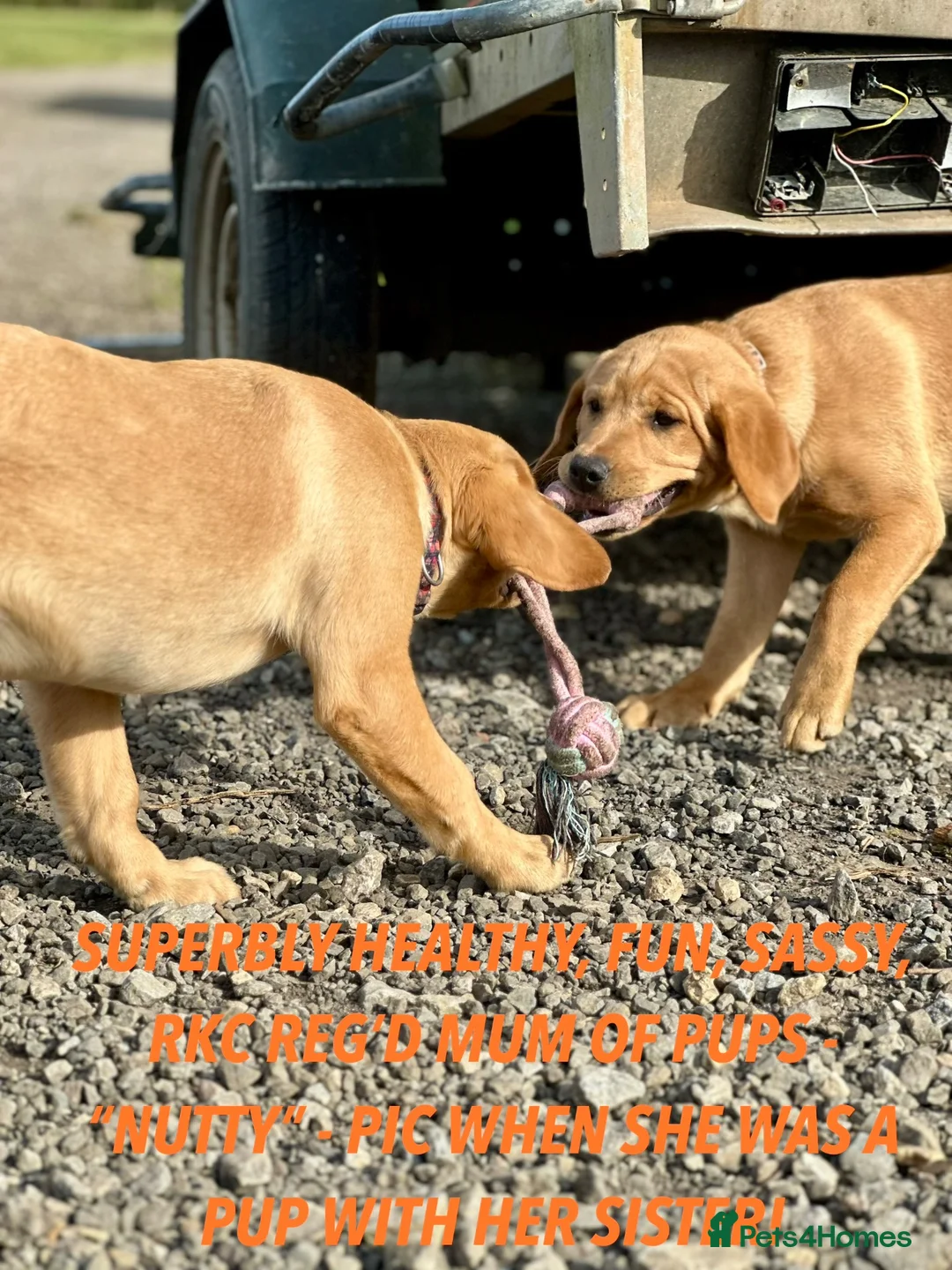 Labrador Retriever dogs for sale: RKC REG’D FOX RED, GOLDEN YELLOW CHUNKY LAB PUPS - Advert 2