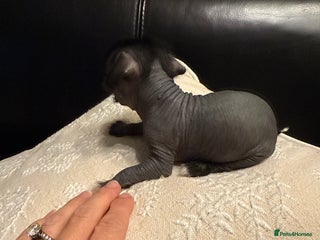 Mixed Breed dogs Stunning hsitless chihuahua girl ready 22 dec - Advert 3