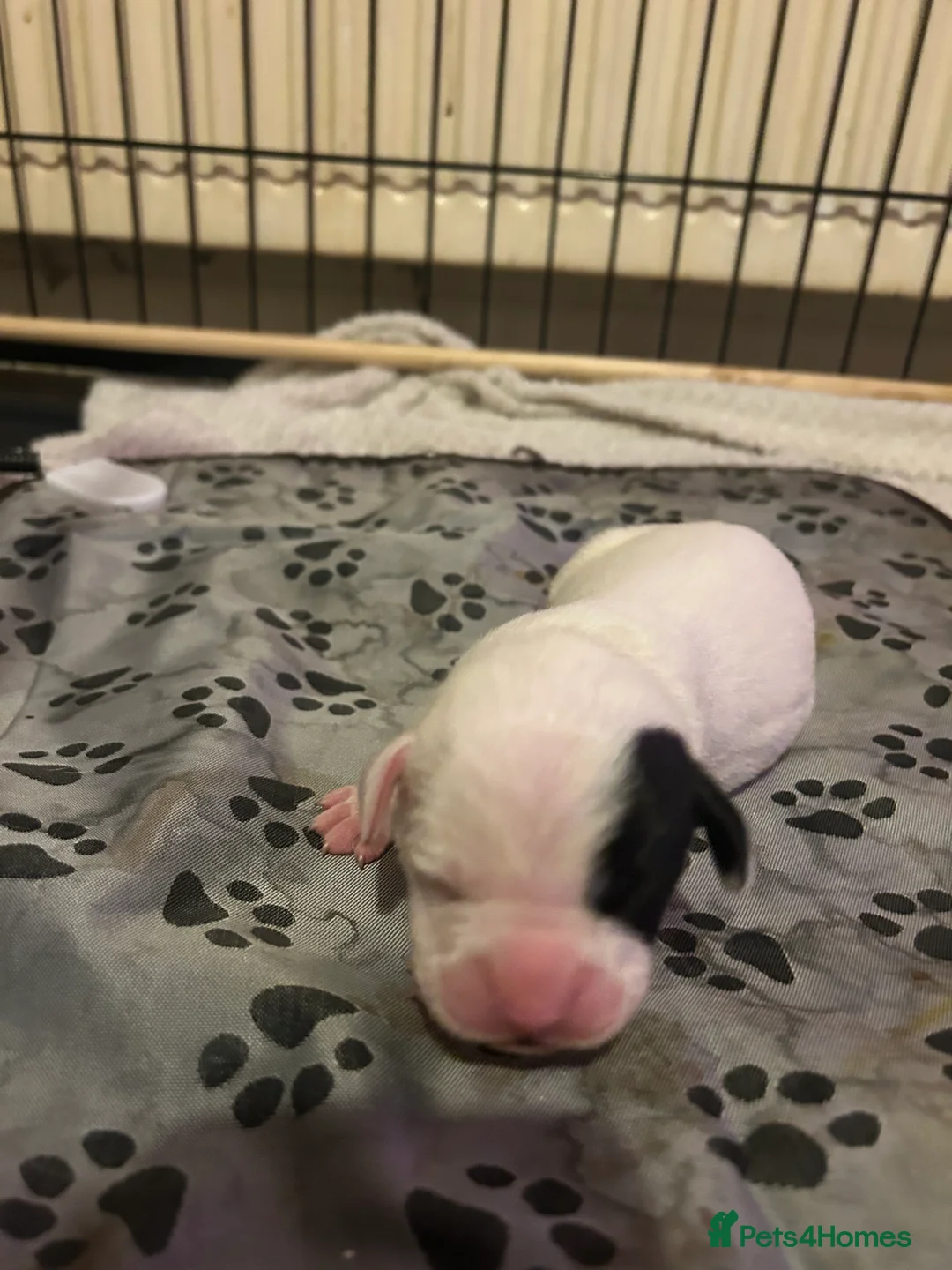 Mixed Breed dogs for sale: 7 gorgeous American Bulldog x Springer Spaniel - Advert 20