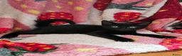 Mixed Breed cats for sale: Mixed kitten litter in Warrington - Advert 11
