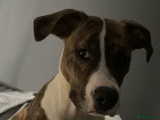 American Bulldog dogs American bulldog - Advert 11