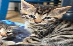 Bengal cats for sale: Half bengal kittens looking for their forever home - Image 8