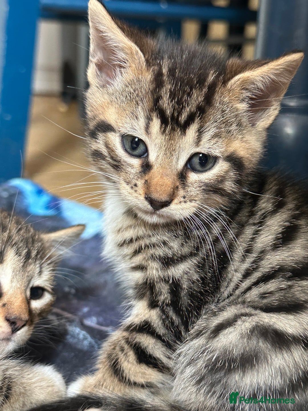 Bengal cats for sale: Half bengal kittens looking for their forever home - Image 8