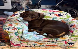 Dachshund dogs for sale: Small standard Dachshund  - Image 5