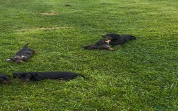 Miniature Dachshund dogs for sale: Miniature Dachshund smooth hair Kc reg - Image 7