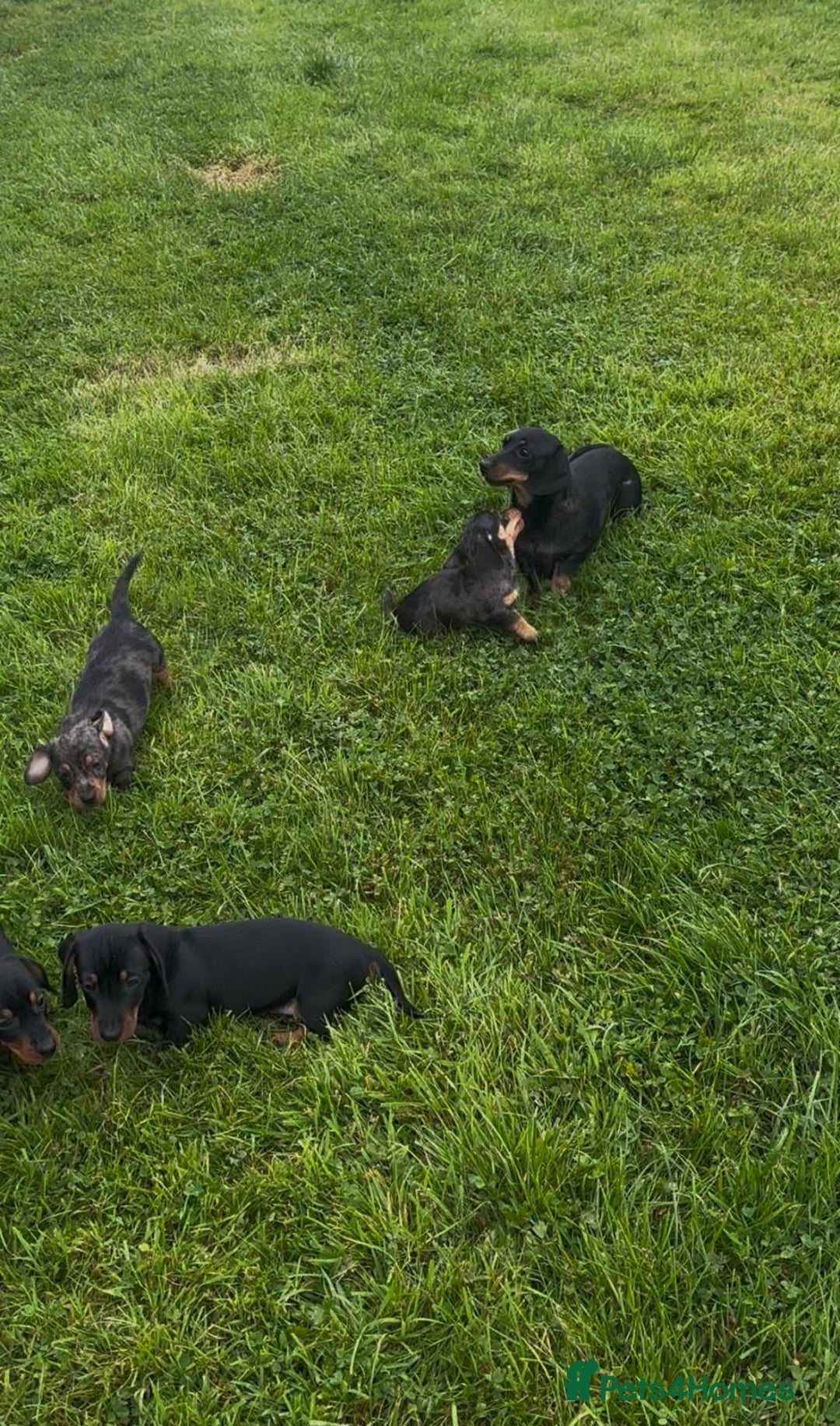 Miniature Dachshund dogs for sale: Miniature Dachshund smooth hair Kc reg - Image 7