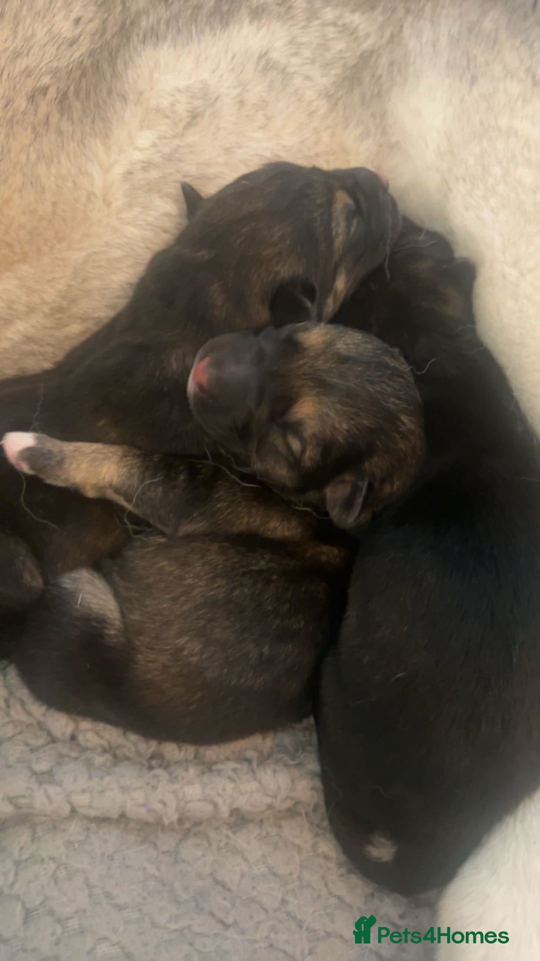 Shepsky dogs for sale: puppy’s for sale  - Image 4