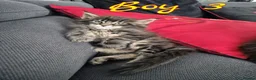 Maine Coon cats for sale: MaineCoon male kittens - Advert 4