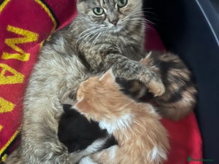 Mixed Breed cats Beautiful Fluffy Kittens - Advert 1