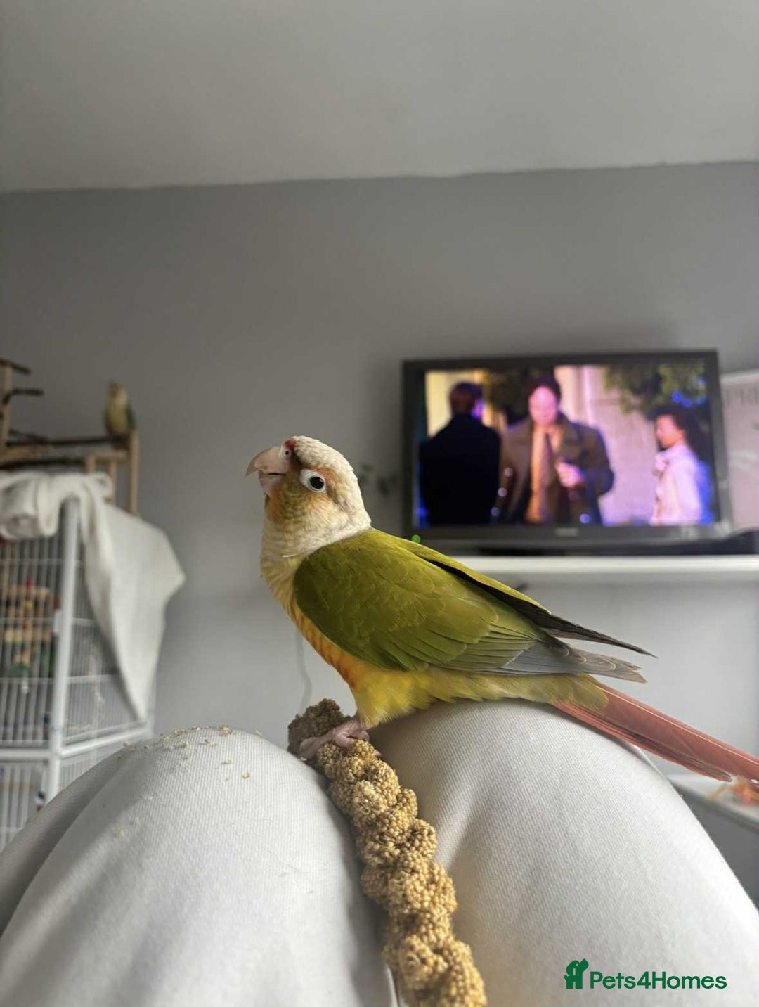 Conures birds for sale: Two green cheek conures for sale - Image 3